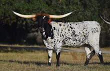 RJF SWEET STRAWBERRY 222