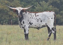 CV Poseidon x RJF Sweet Thang Tag 406