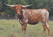 CV Poseidon x CB Lady Smith Tag 408