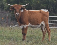 SL THE UNDERTAKER X LC OPTIMUS STAR TAG 422