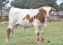 RJF DOHERTY'S FINALE 108 X RJF TOP GUN (B) TAG 509