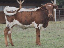 CV BROWNIE DELIGHT X RJF TOP GUN (H) TAG 514