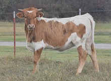 CV DOHERTY'S DAZZLE X RJF TOP GUN (H) TAG 516
