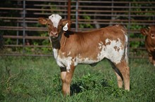 REBEL HR X ALLENS DOHERTY 349