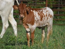 REBEL HR X CV SUNNY BROOK