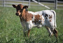 RJF LONE STAR X CV BUBBA'S BEAUTY
