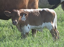 RJF LONE STAR TUFF X HR REBS BROWNIE