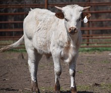 RJF LONE STAR TUFF X CV SPECKLES 327