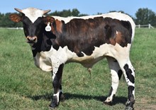 RJF LONE STAR TUFF X RJF JUBILATION