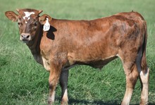 RJF LONE STAR TUFF X 2JB JELLYBEAN MARTINI