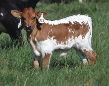 RJF LONE STAR TUFF X CV BROWNIE DELIGHT