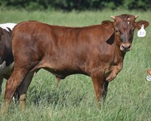 RJF LONE STAR TUFF X JBR AMAZING