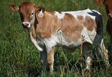 RJF LONE STAR X CV DOHERTY'S DAZZLE