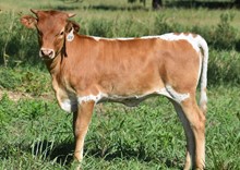 RJF TOP GUN X CV SUNNY BROOK