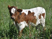 RJF TOP GUN X ALLENS DOHERTY 349