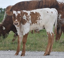 JBR AMAZING X RIVERFORKS BIG BUCKS (H) TAG 510