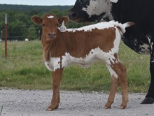 CV BROWNIE DELIGHT X RJF TOP GUN (H) TAG 514