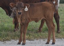 CV BUBBA'S BEAUTY X RIVERFORKS BIG BUCKS 504