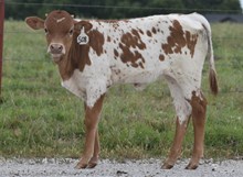 BAYOU CASSIE X RIVERFORKS BIG BUCKS (H) TAG 508