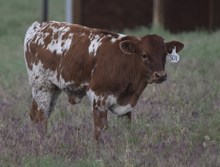 CV SPECKLES X RIVERFORKS BIG BUCKS (B) TAG 501
