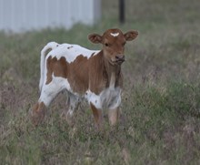 CV DOHERTY'S DAZZLE X RJF TOP GUN (H) TAG 516