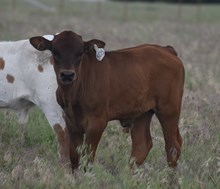 RJF JUBILATION 054 X RIVERFORKS BIG BUCKS (B) 505