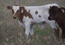 RJF DOHERTY'S FINALE 108 X RJF TOP GUN (B) TAG 509
