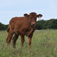 2JB JELLYBEAN MARTINI X RIVERFORKS BIG BUCKS 502