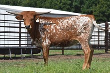 CV Poseidon x CB Lady Smith Tag 408