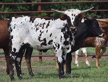 CV Poseidon x RJF Sweet Thang Tag 406