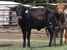 CV Hercules x RJF Jubilation 054 Tag 404