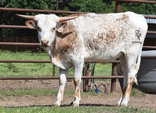 CV Hercules x CV Brownie Delight Tag 416