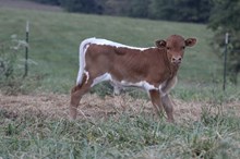 Brownie’s bull calf