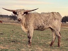 Pacific Lupin x REBEL HR - Tag 1752