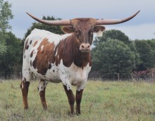 RRL Cora's Bubba 310