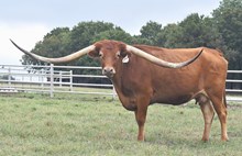 RRL Tequila Martini 01